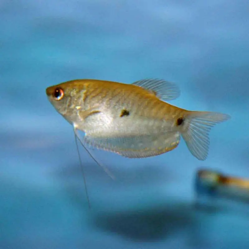 Lavender Gourami - Trichogaster trichopterus