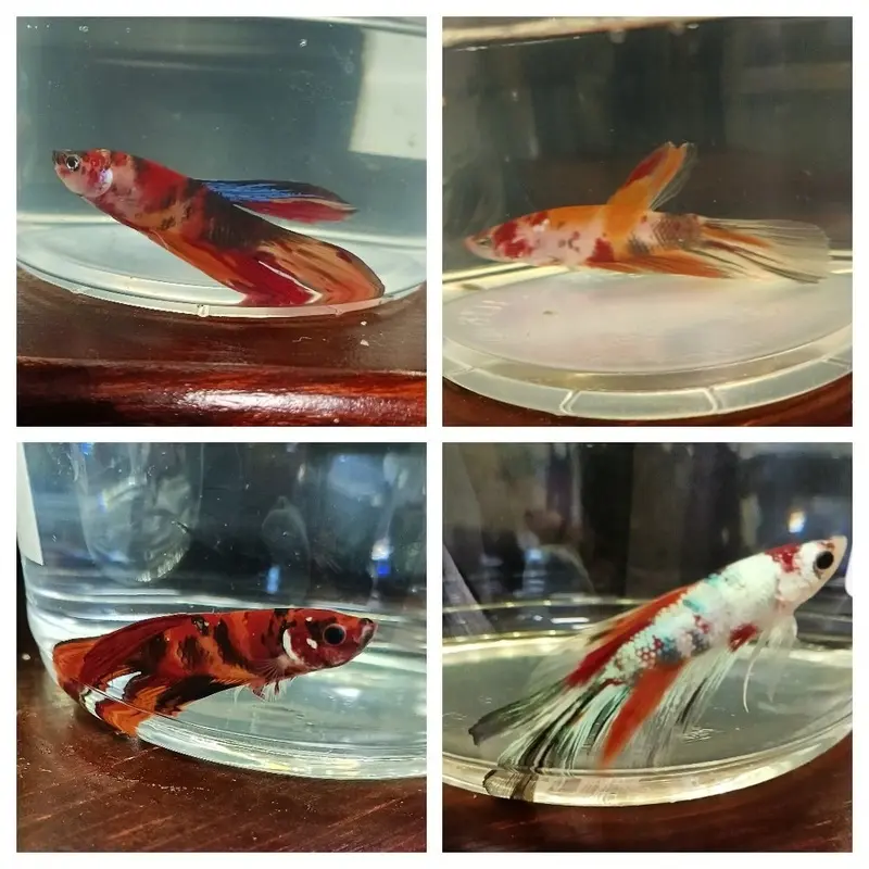 Longfin Nemo Betta - Betta splendens - Male