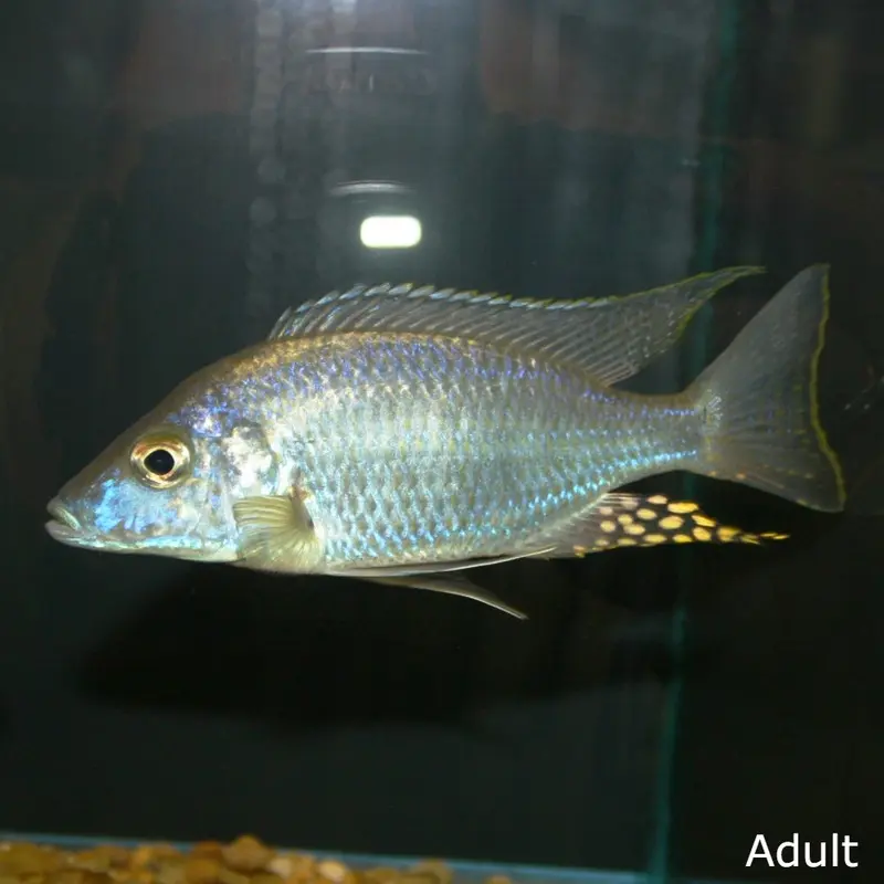 Longnose Peacock - Aulonocara rostratum - Large Juvenile