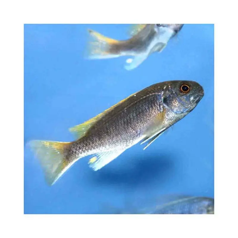 Msuli Yellowtail Acei - Pseudotropheus acei - Large Juvenile