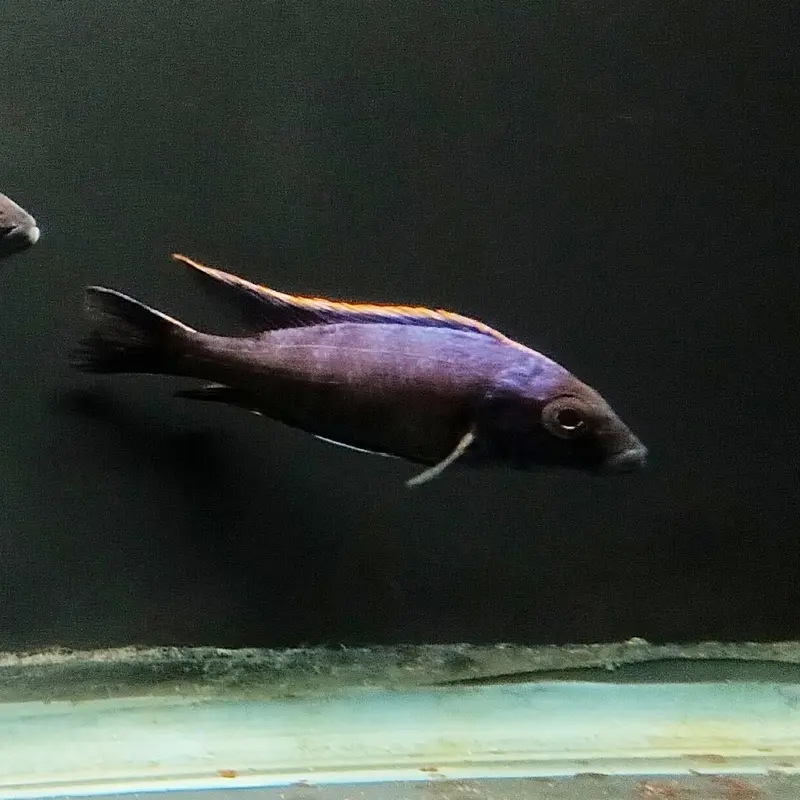 Otopharynx lithobates - Chinyankwazi Island variant - Large Juvenile