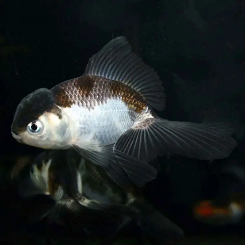 Panda Oranda Goldfish - Small