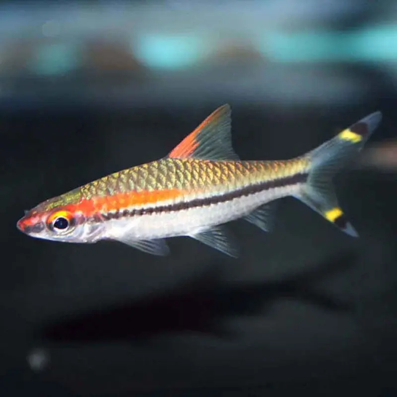 Redline Torpedo Barb - Sahyadria denisonii - Medium