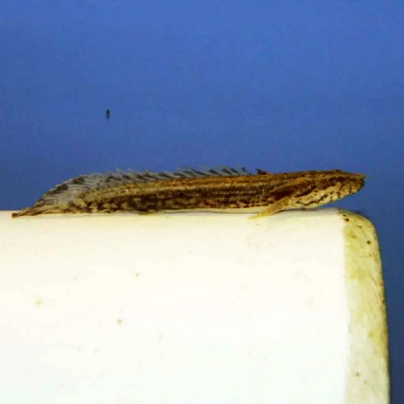Saddled Bichir - Polypterus endlicheri endlicheri - Small