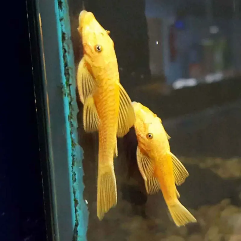 Super Red Ancistrus Pleco - Ancistrus sp.