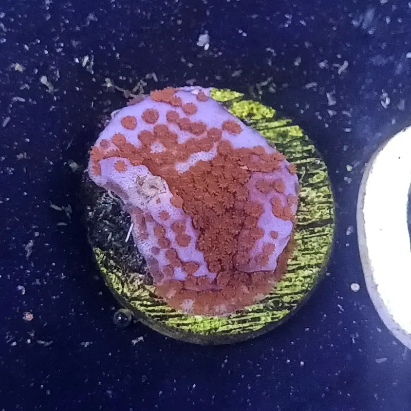 Superman Monti Frag - Montipora danae (ACI)