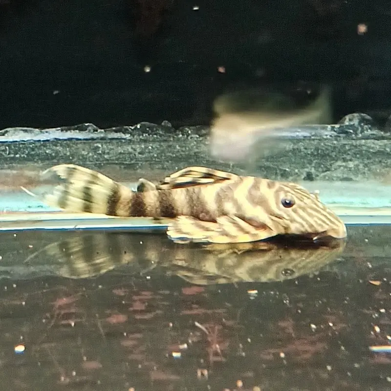 Tiger Tank Pleco - Panaqolus tankei L398
