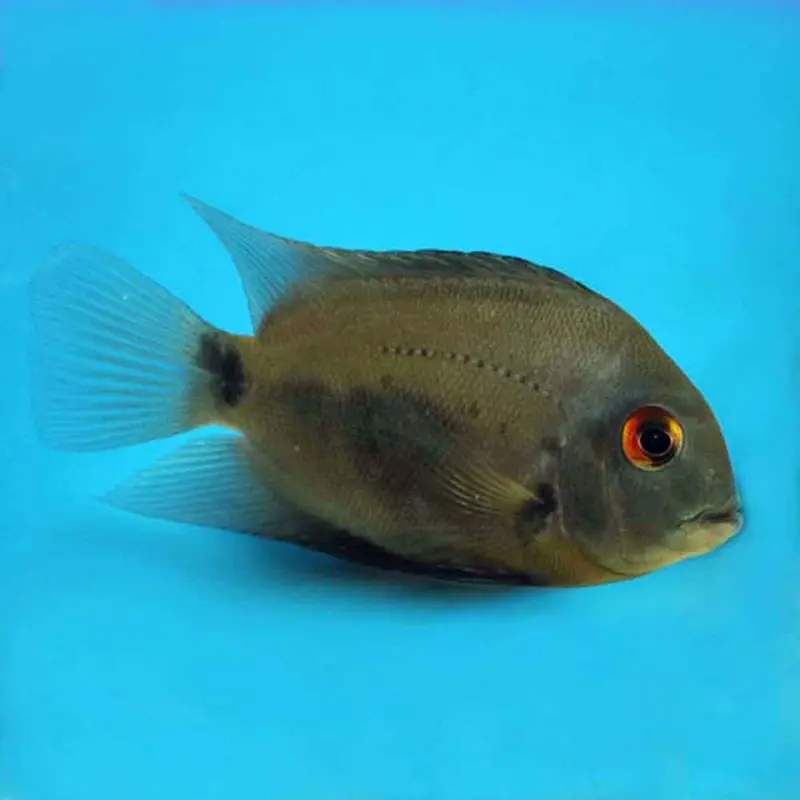 Triangle Cichlid - Uaru amphiacanthoides
