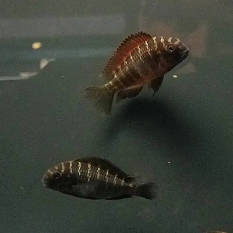 Tropheus moorii - Chimba Red variant