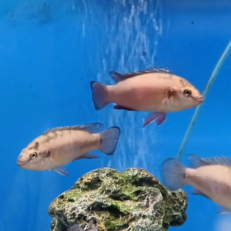 Turkana Jewel Cichlid - Hemichromis exsul - Small/Medium
