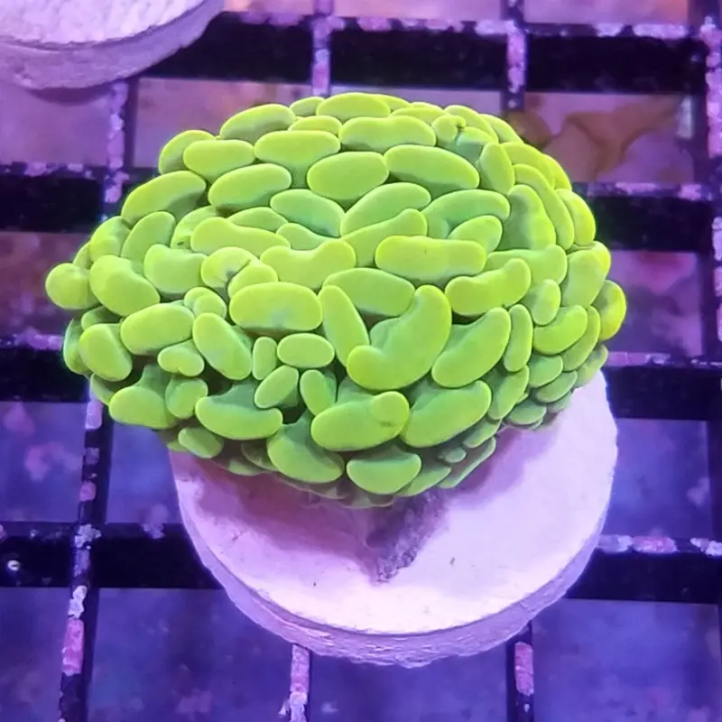 Ultra Orange Hammer Coral Frag - Euphyllia sp.