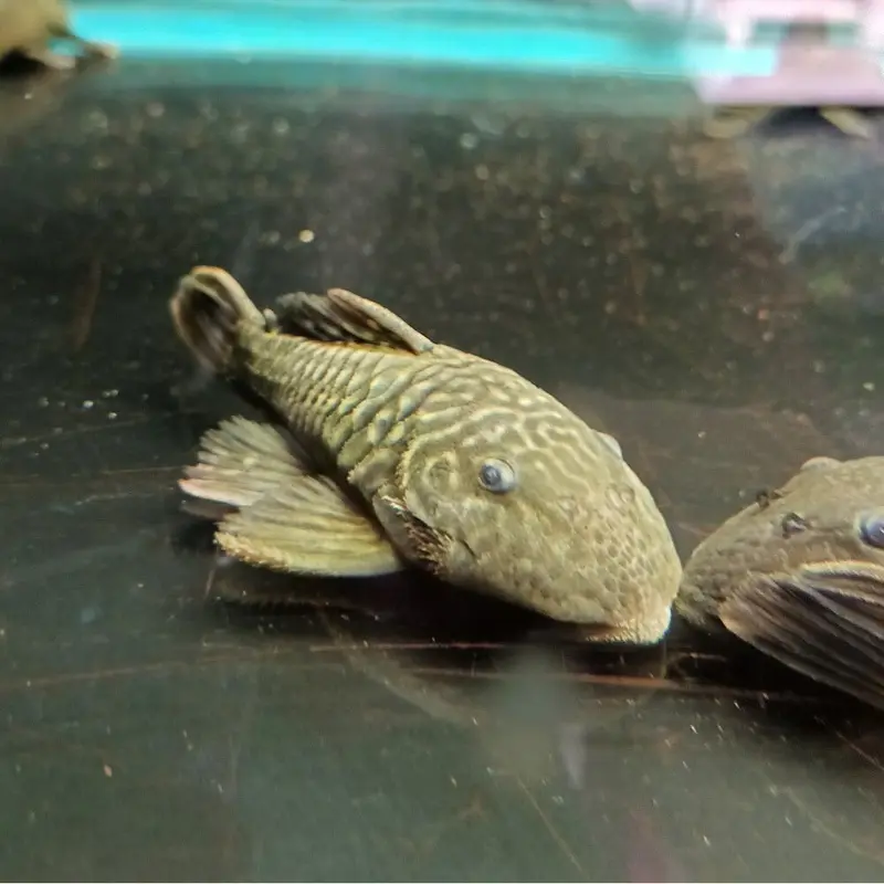Xanto Chubby Pleco - Parancistrus aurantiacus