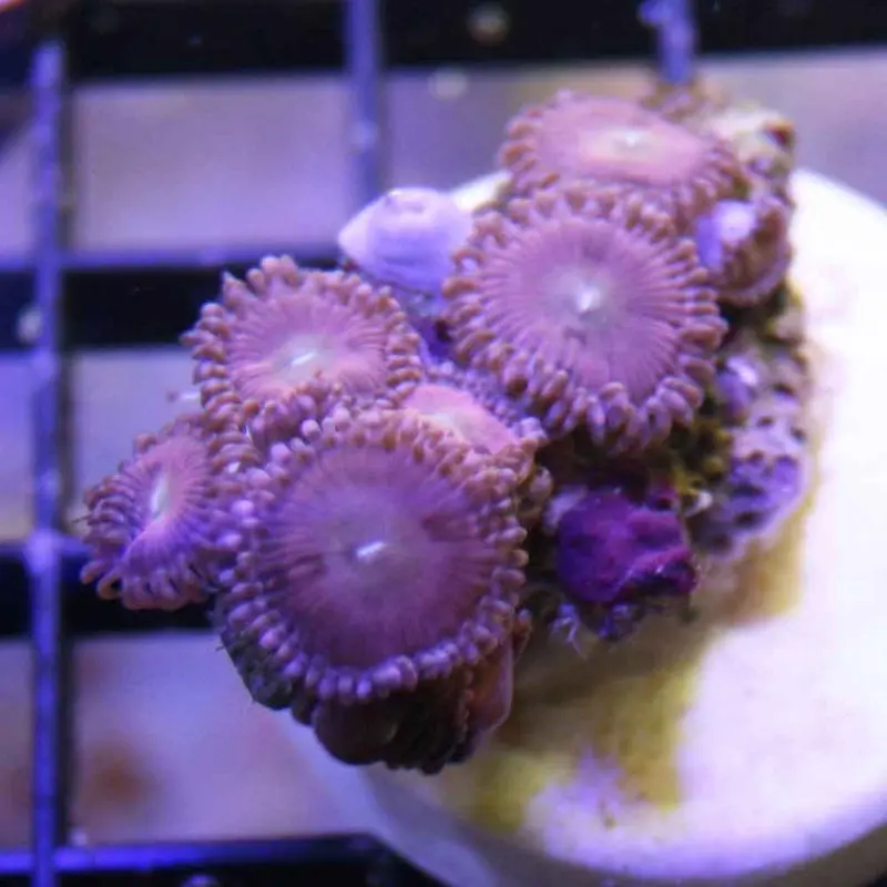 Assorted Polyp Frag - Large