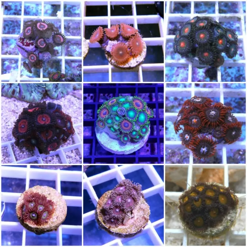 Assorted Polyp Frag - Small
