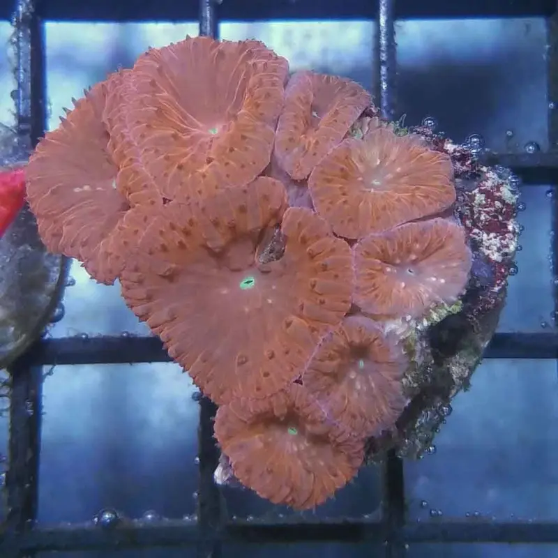 Aussie Blastomussa wellsi Frag - Multiple Polyp