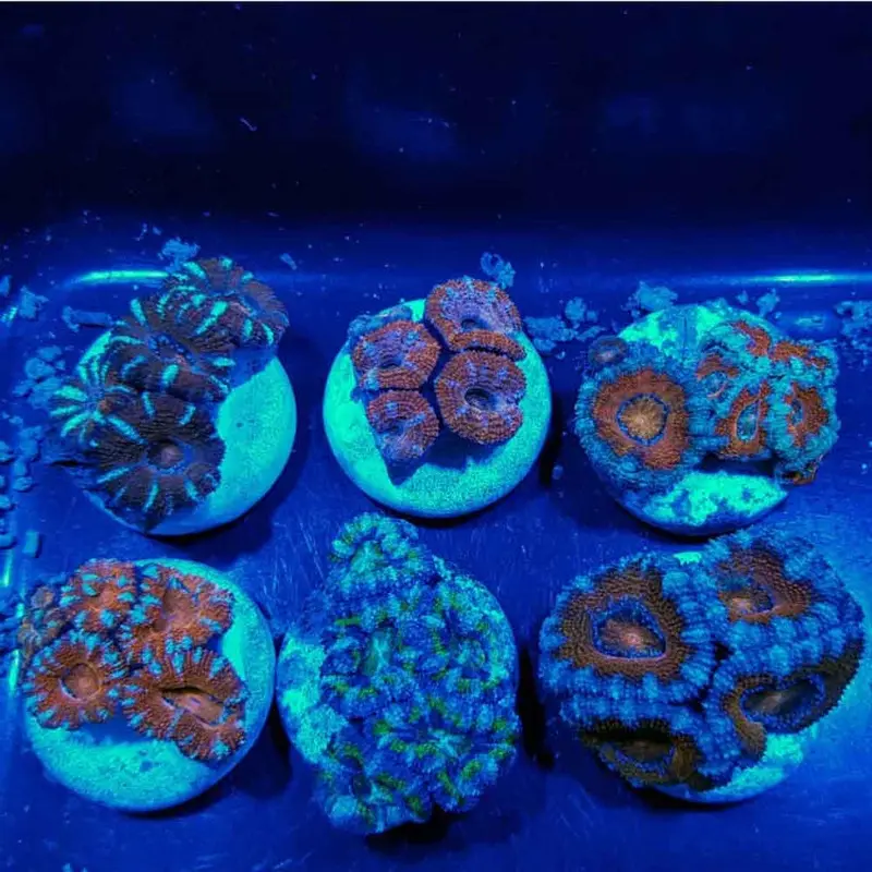 Aussie Lordhowensis Frag - Acanthastrea lordhowensis
