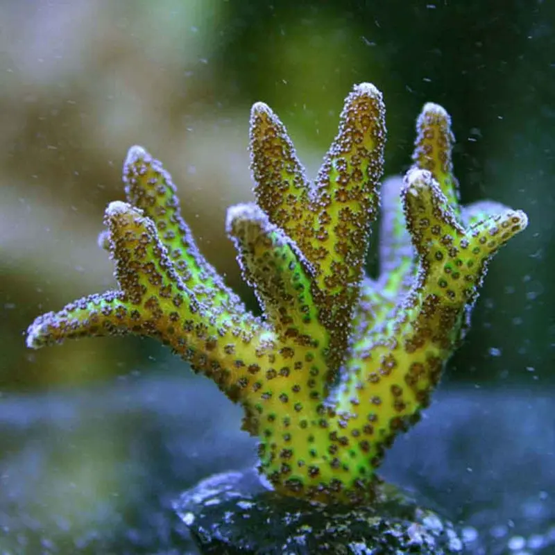 Bird of Paradise Bird's Nest Frag - Seriatopora sp. (ORA)