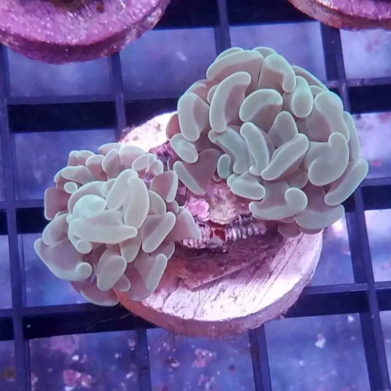 Blue/Green Hammer Coral Frag - Euphyllia sp.
