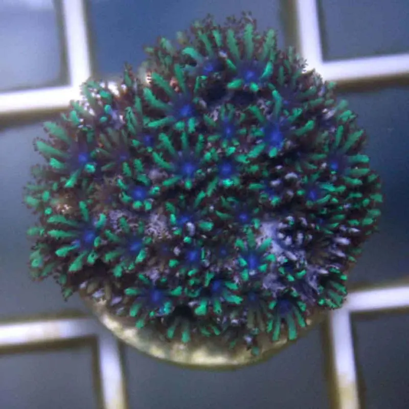 Blue Sympodium Frag - Sympodium sp.