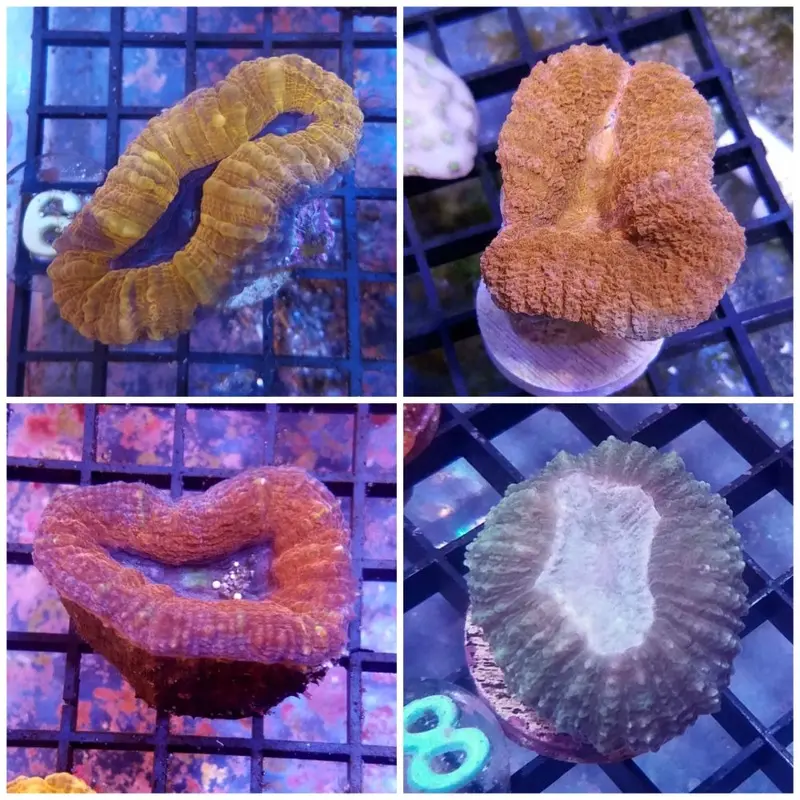 Branching Tooth Coral Frag - Lobophyllia sp.