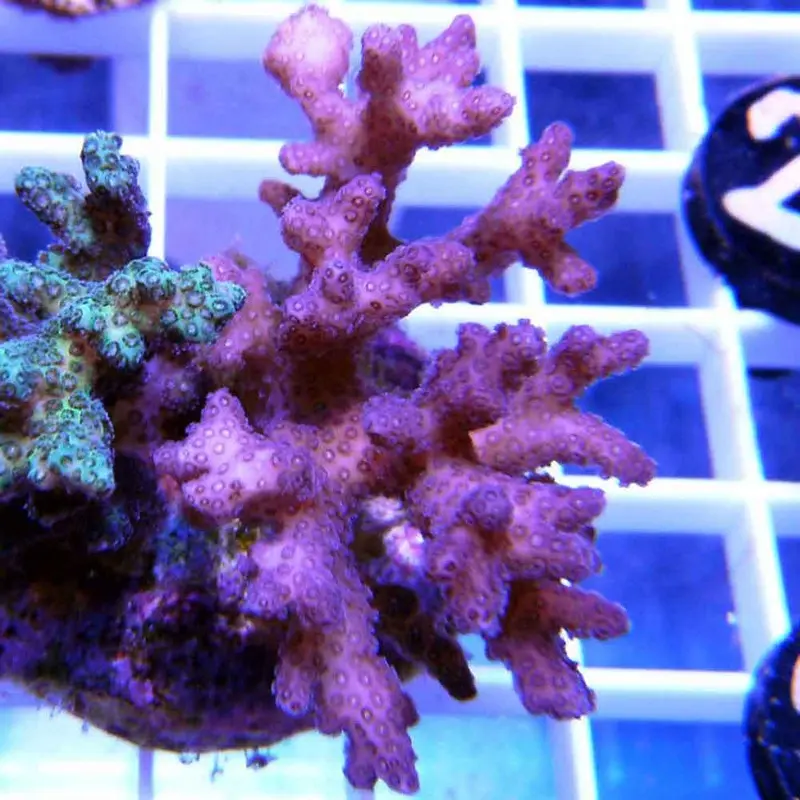 Colored Pocillopora Frag - Pocillopora sp. - Small