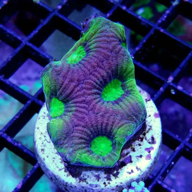 Dragon Soul Favia Frag - Favia sp.