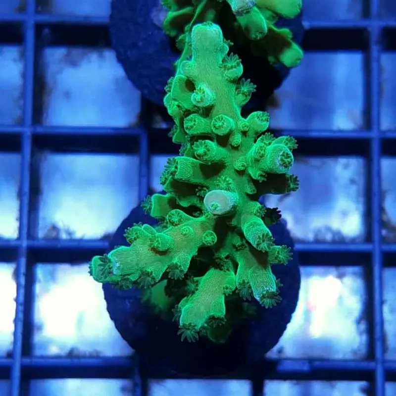 Frogskin Acro Frag - Acropora sp. (ORA)