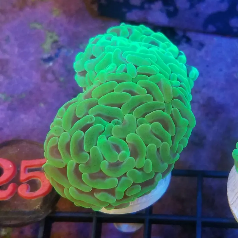 Green Branching Hammer Frag - Euphyllia sp.