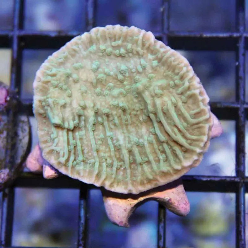 Green Capricornis Frag - Montipora capricornis