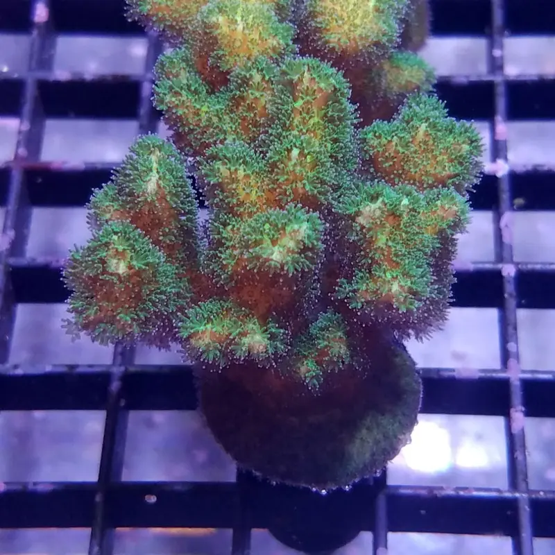 Green Damicornis Frag - Pocillopora damicornis (ORA)