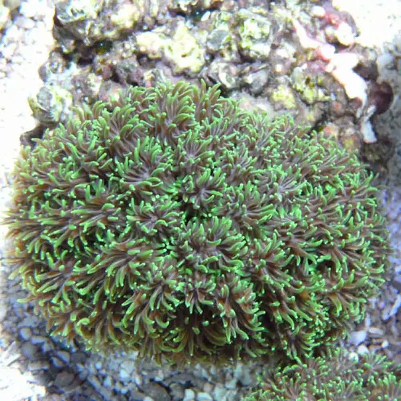 Green Galaxea Frag - Galaxea sp.