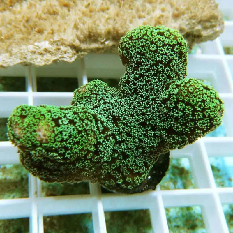 Green Stylophora Frag - Stylophora pistillata (ORA)