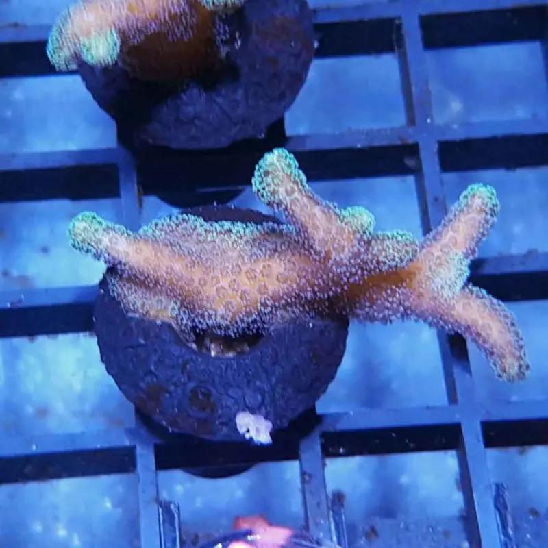 Green-tip Orange Bird's Nest Frag - Seriatopora sp. (ORA)