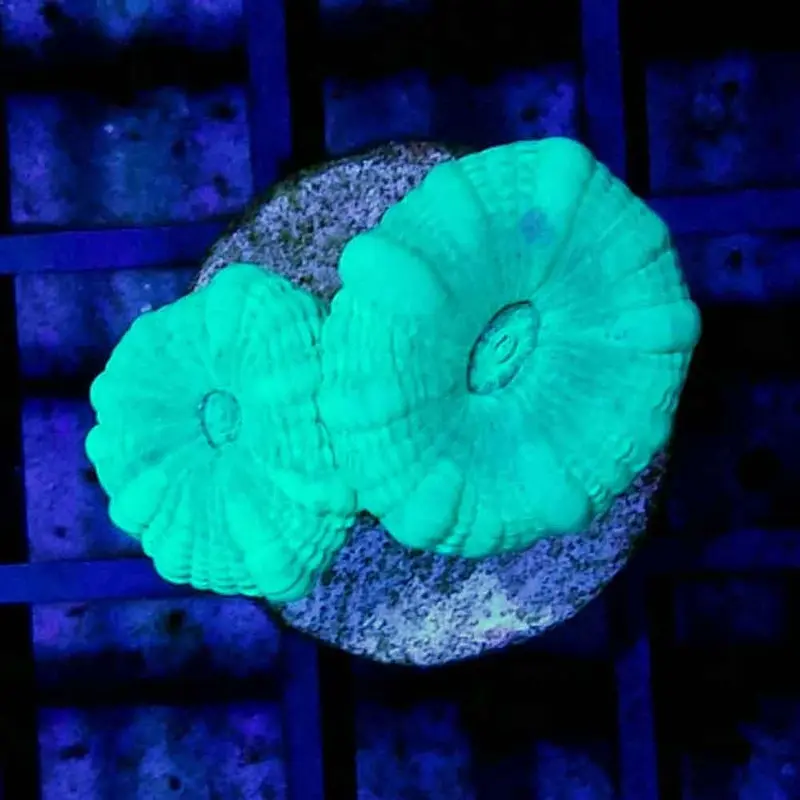 Green Trumpet Coral Frag - Caulastrea sp.