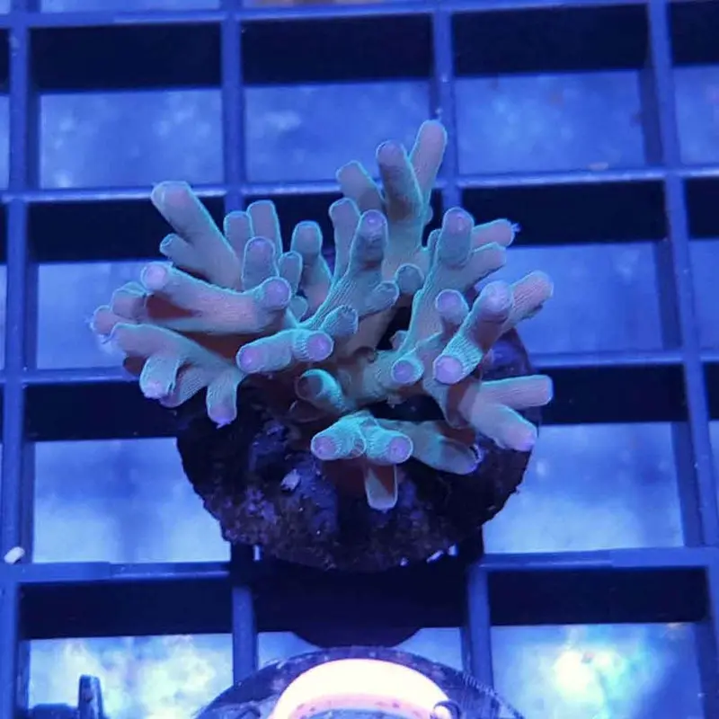 Hawkin's Blue Echinata Frag - Acropora echinata (ORA)