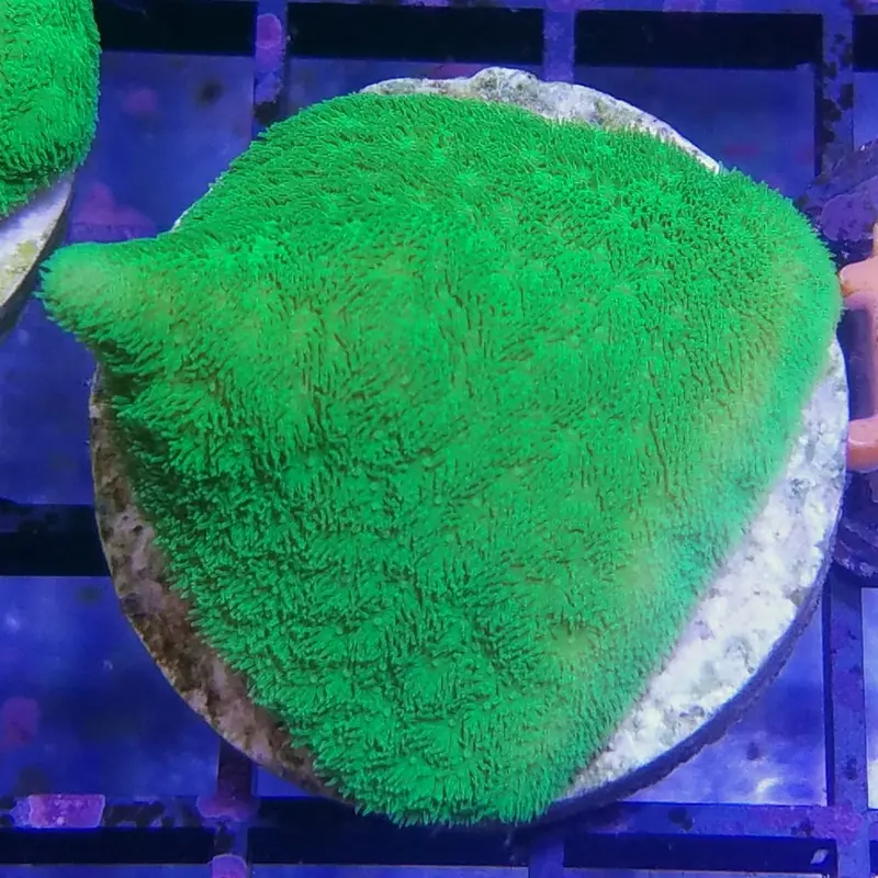 Kelly Green Psammacora Frag - Psammacora sp. (ORA)