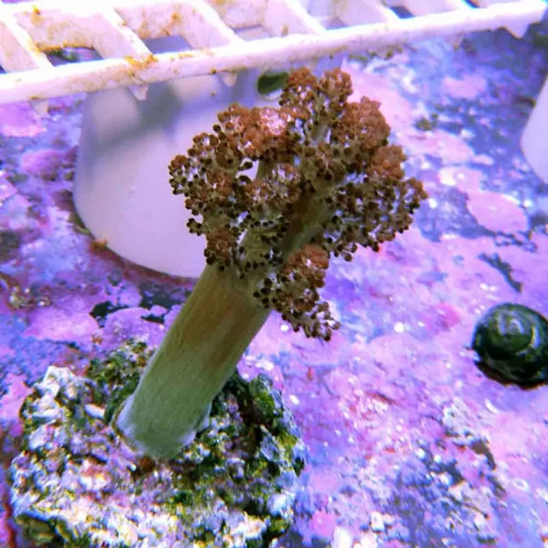 Kenya Tree Coral Frag - Capnella sp. (ORA)