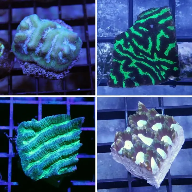 Maze Brain Frag - Platygyra sp.