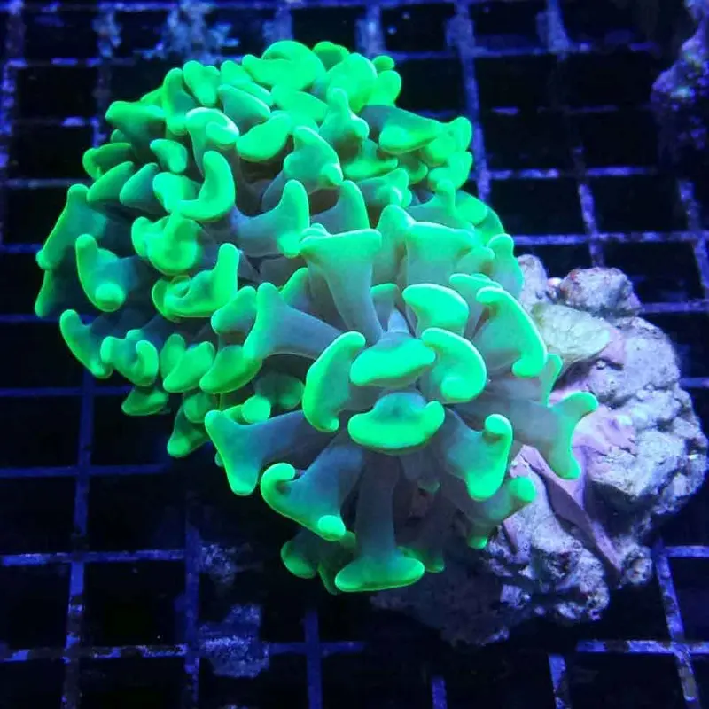 Neon Green Hammer Frag - Euphyllia sp.