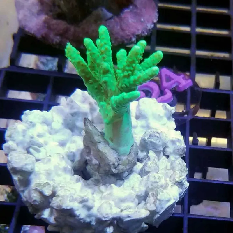 Neon Green Sinularia Frag - Sinularia sp. (ORA)