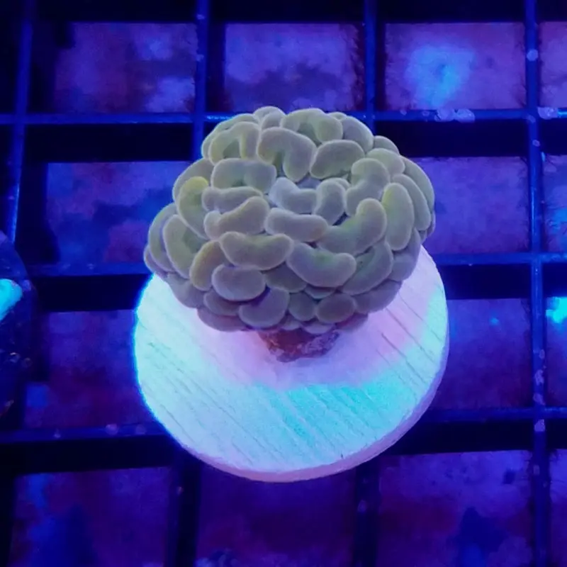 Orange Hammer Coral Frag - Euphyllia sp. - Small
