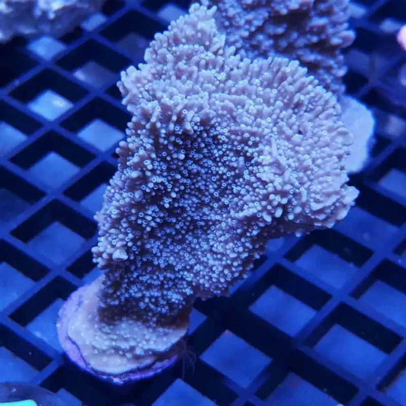 Periwinkle Plating Monti Frag - Montipora sp. (ORA)