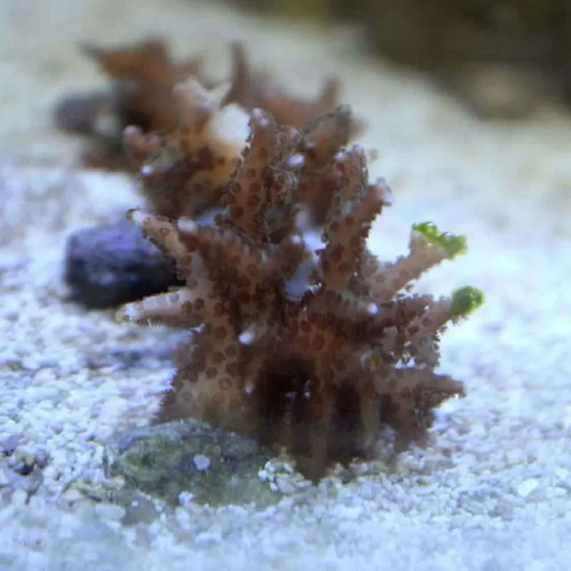 Pink Bird's Nest Frag - Seriatopora histrix