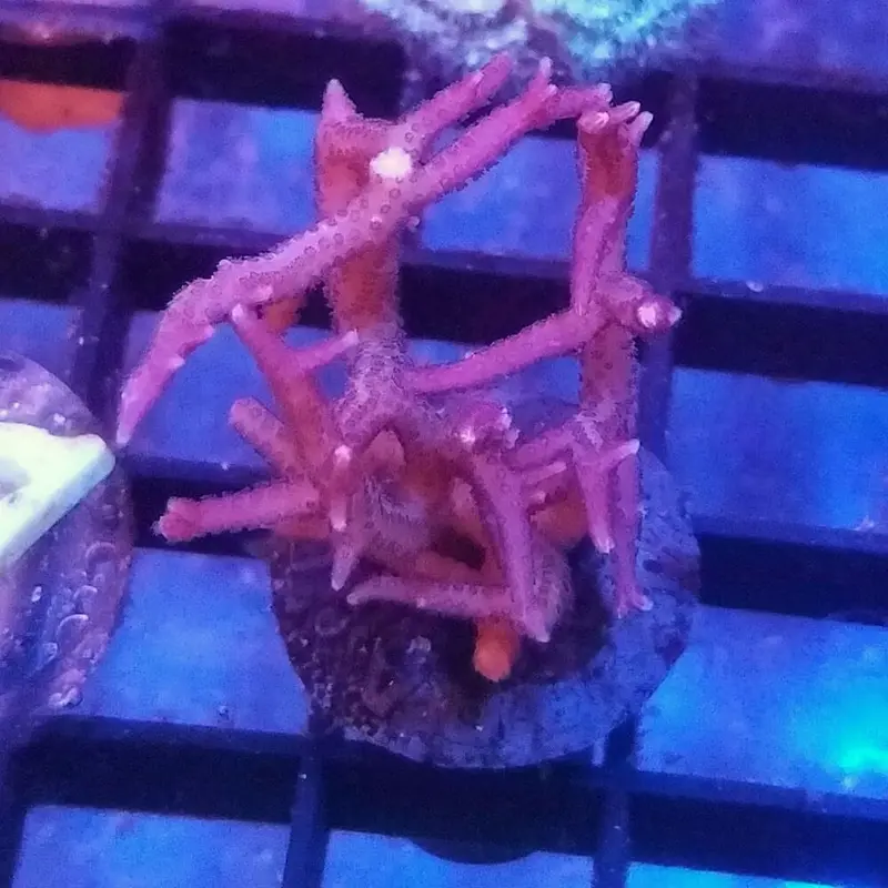 Pink Bird's Nest Frag - Seriatopora sp. (ORA)