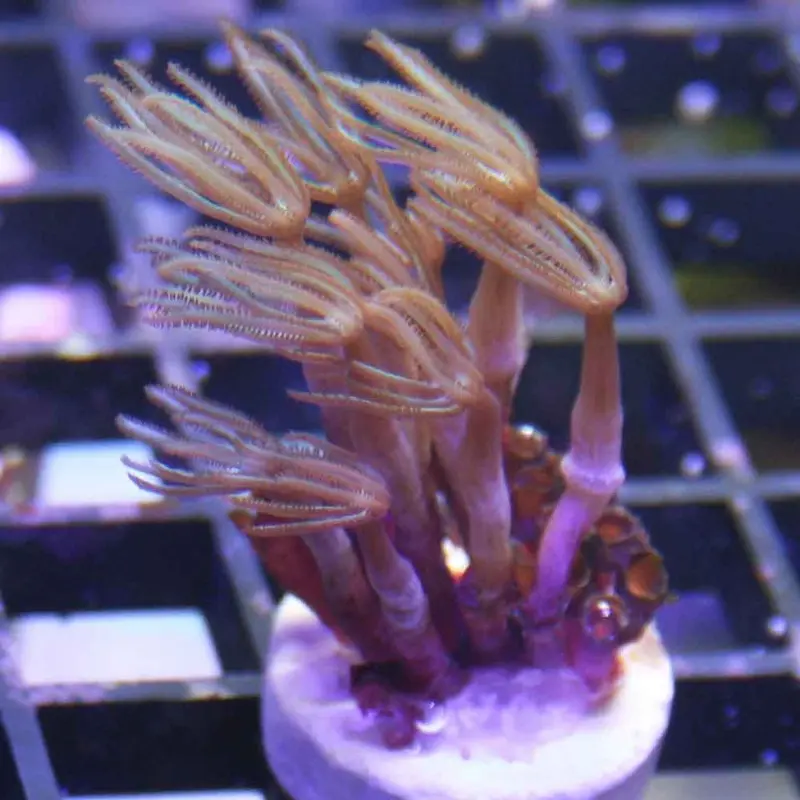 Pipe Organ Coral Frag - Tubipora musica