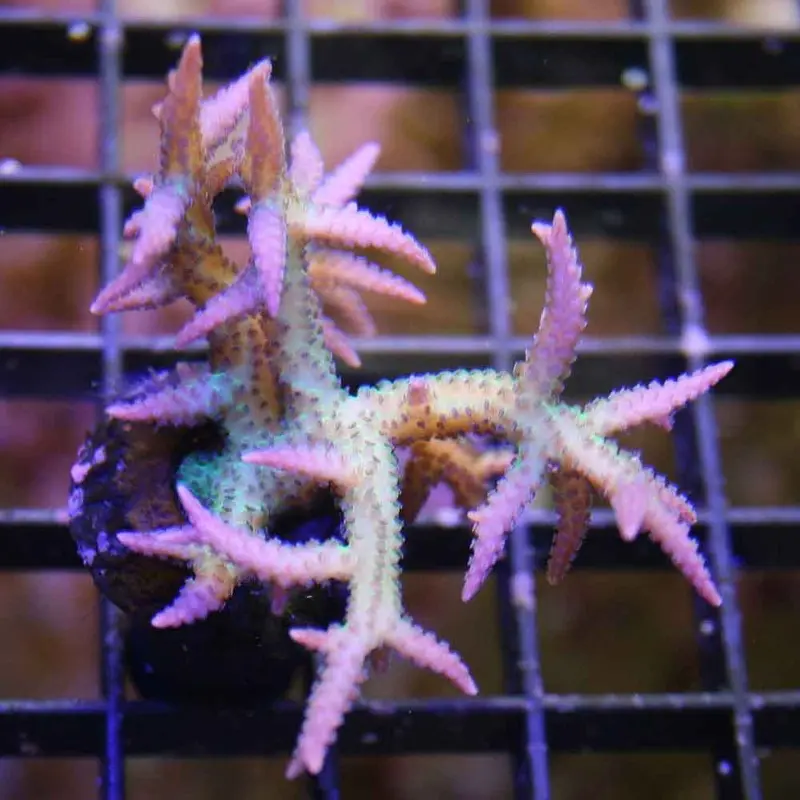 Ponape Bird's Nest Frag - Seriatopora sp. (ORA)