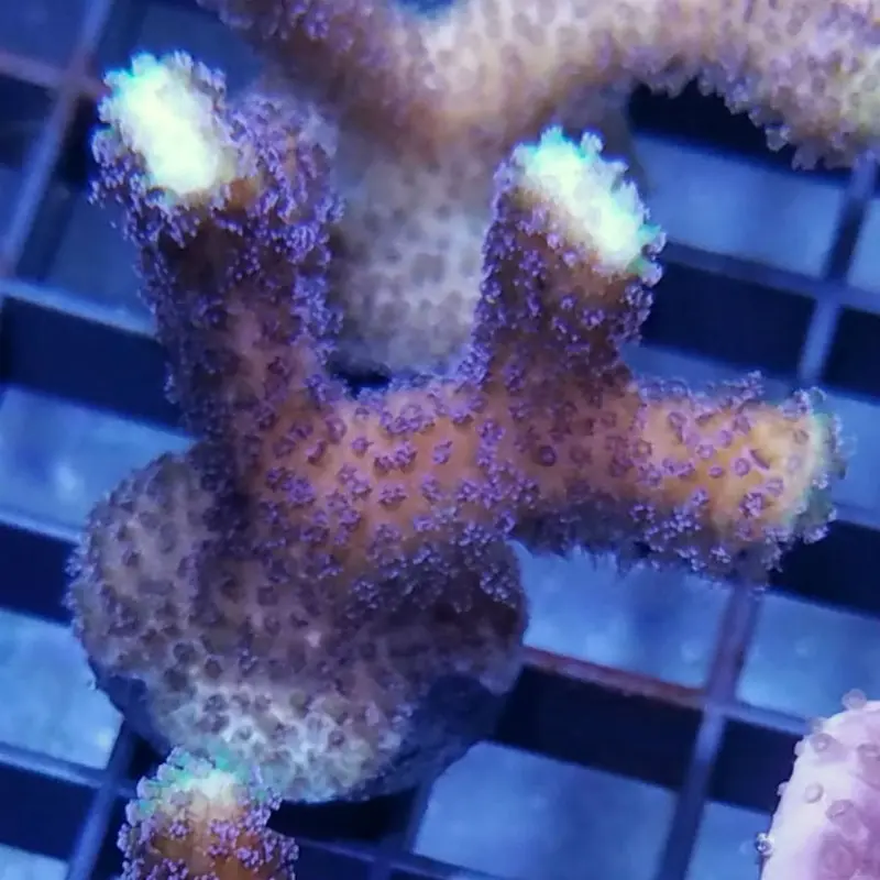 Purple Stylophora Frag - Stylophora sp. (ORA)