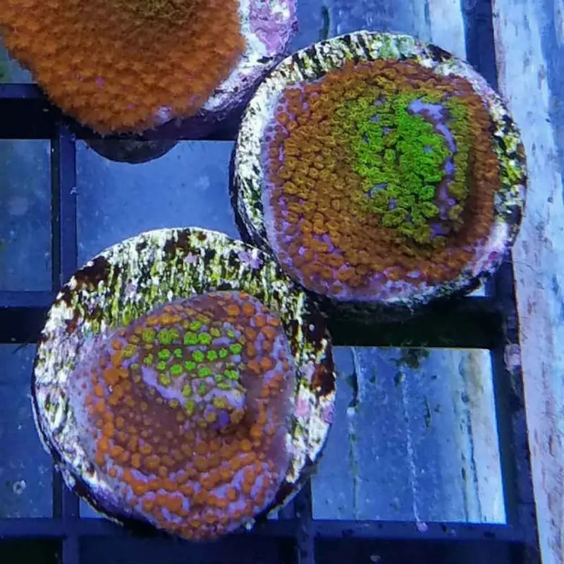Rainbow Monti Frag - Montipora danae (ACI)
