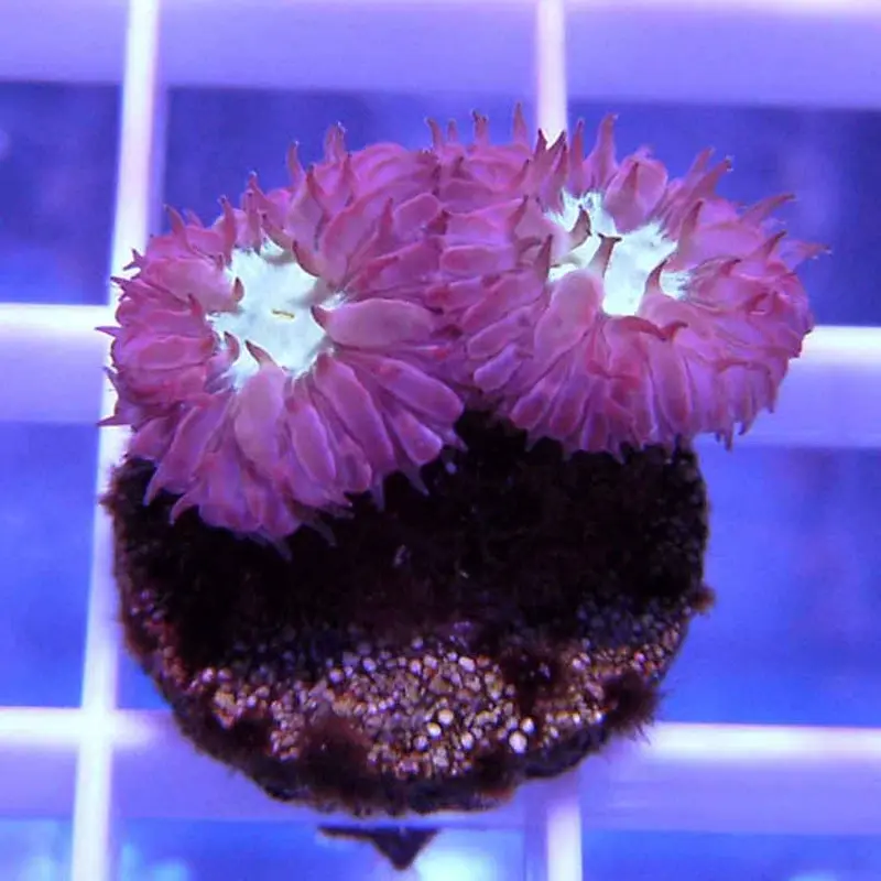 Red and Green Merletti Frag - Blastomussa merletti
