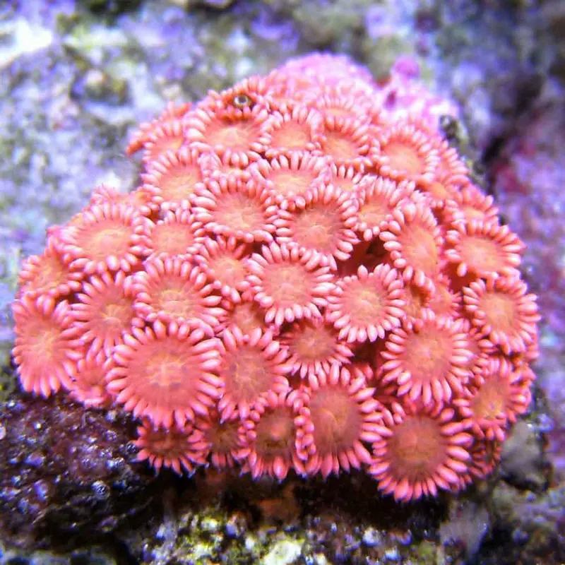 Red Goniopora Frag - Goniopora sp.